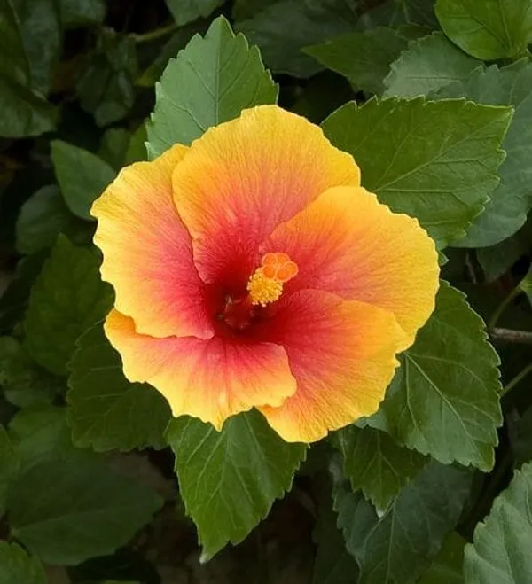 Hybrid_Hibiscus_Flower_Plant_10