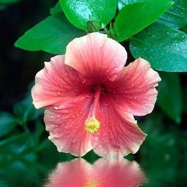 Hybrid_Hibiscus_Flower_Plant_16