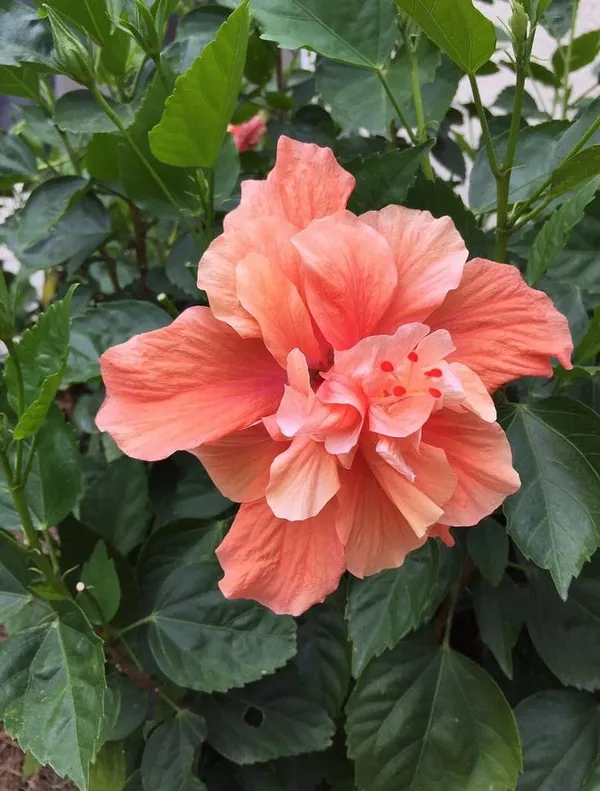 Hybrid_Hibiscus_Flower_Plant_1