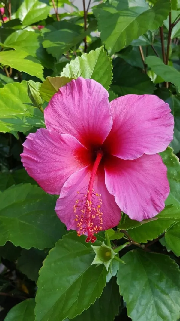 Hybrid_Hibiscus_Flower_Plant_20