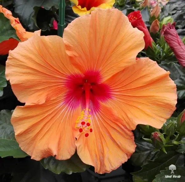 Hybrid_Hibiscus_Flower_Plant_23