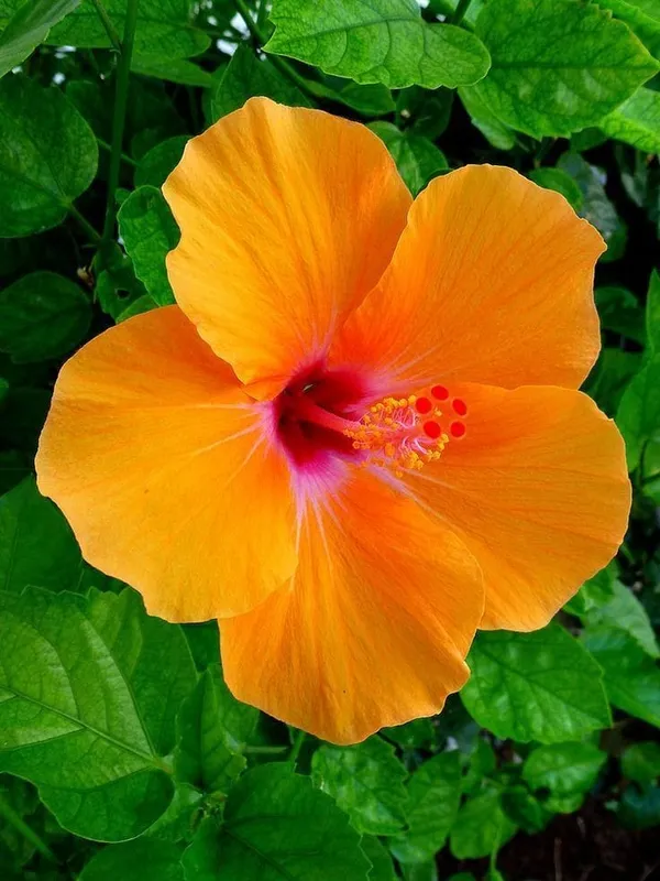 Hybrid_Hibiscus_Flower_Plant_27