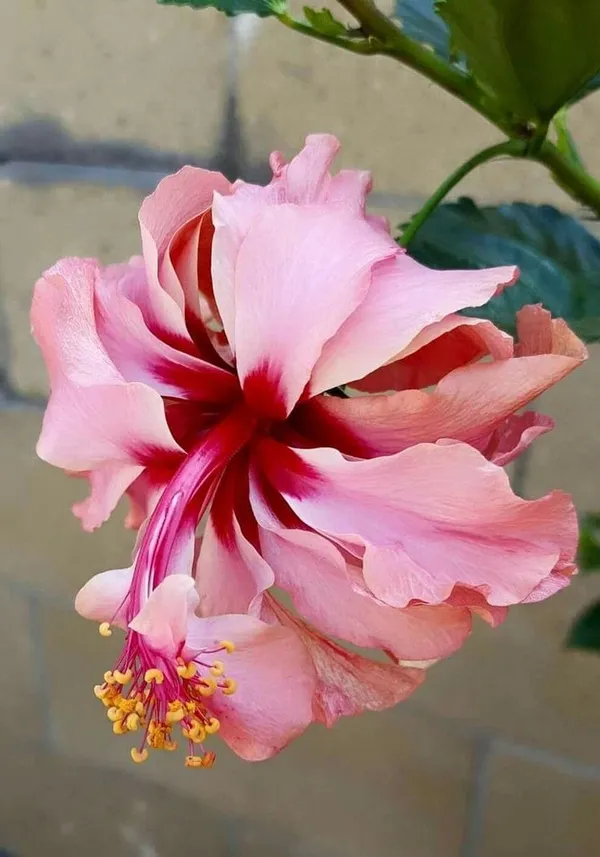 Hybrid_Hibiscus_Flower_Plant_30