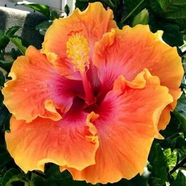 Hybrid_Hibiscus_Flower_Plant_33