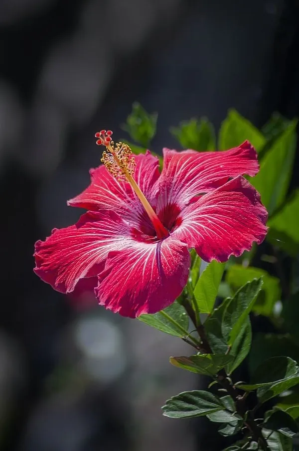 Hybrid_Hibiscus_Flower_Plant_4