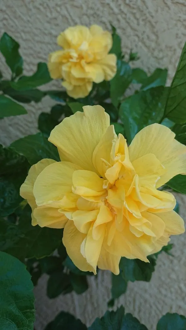 Hybrid_Hibiscus_Flower_Plant_7