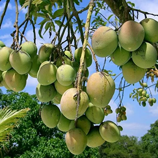 Green_Hybrid_Himsagar_Mango_Grafting_Plant