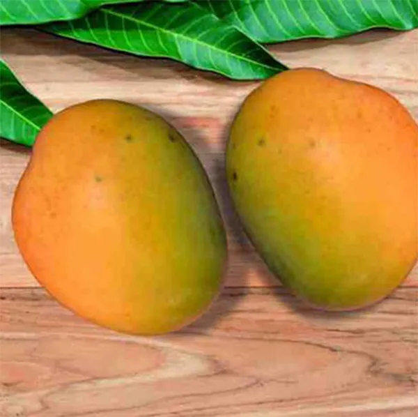 Green_Hybrid_Himsagar_Mango_Grafting_Plant
