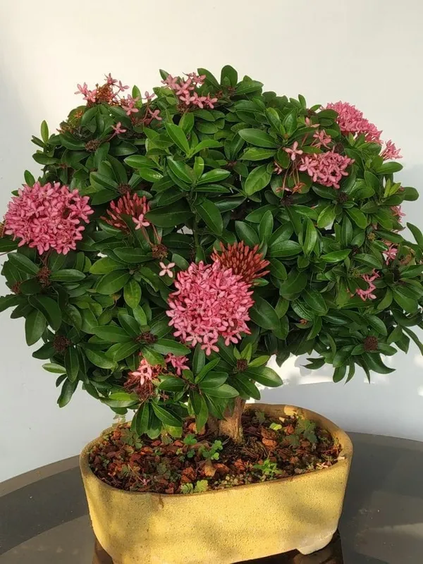 Pink_Hybrid_Ixora__Flower_Plant