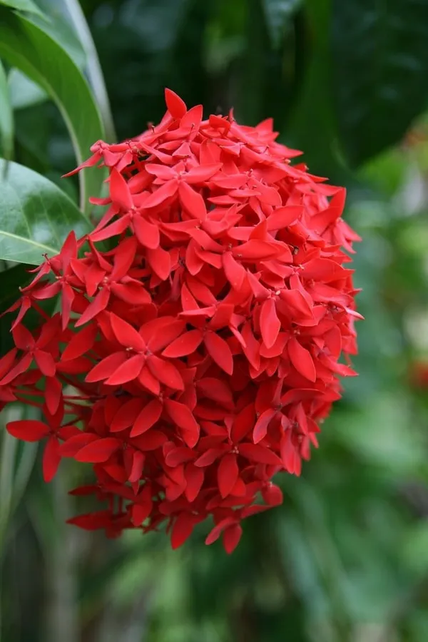Red_Hybrid_Ixora__Flower_Plant