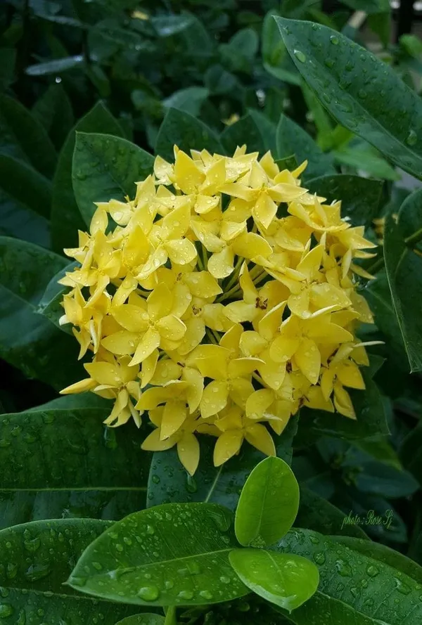 Yellow_Hybrid_Ixora__Flower_Plant