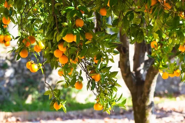 Orange_Hybrid_Jaffa__|_Grafting_Plant