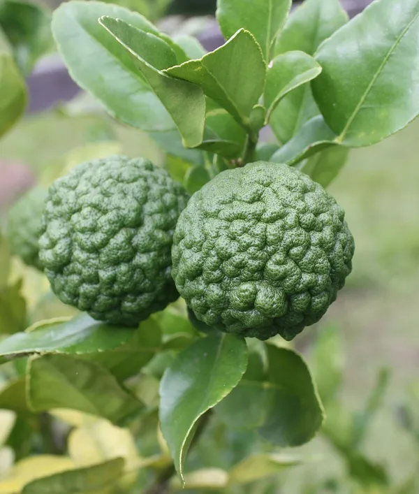 Green_Hybrid_Kaffir_Lemon_Plant_|_Grafting_Plant
