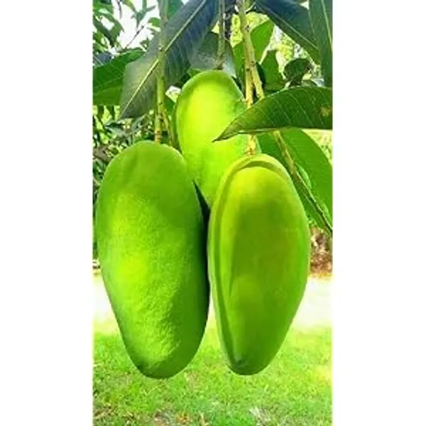 Green_Hybrid_Kancha_Mitha_Mango_Grafting_Plant