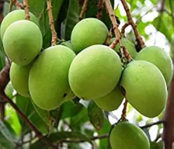 Green_Hybrid_Kancha_Mitha_Mango_Grafting_Plant