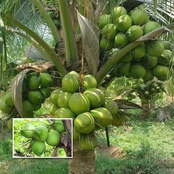 Green_Hybrid_Kerala_Coconut_Tree_Plant_(Pack_Of_1)