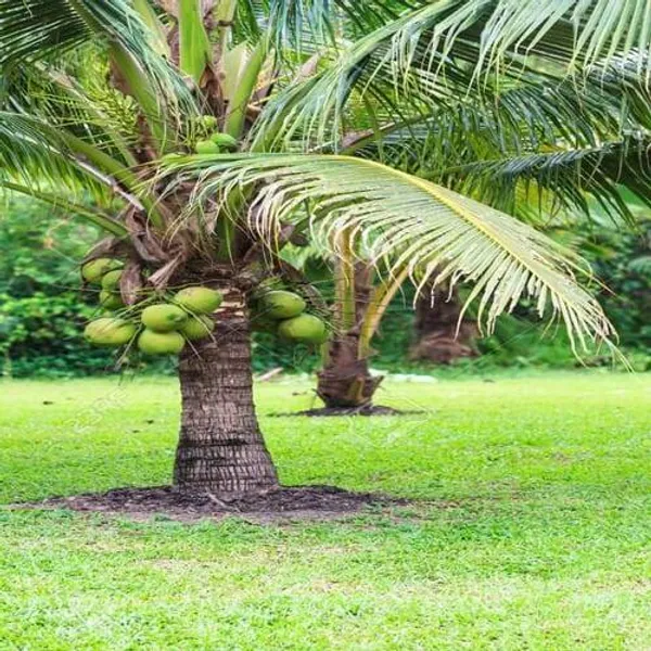 Green_Hybrid_Kerala_Coconut_Tree_Plant_(Pack_Of_1)