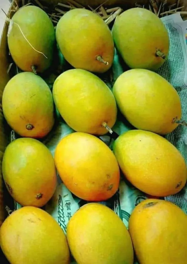 Green_Hybrid_Keshari_Mango_Grafting_Plant