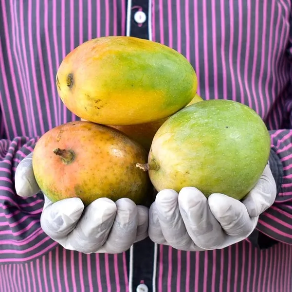 Green_Hybrid_Keshari_Mango_Grafting_Plant