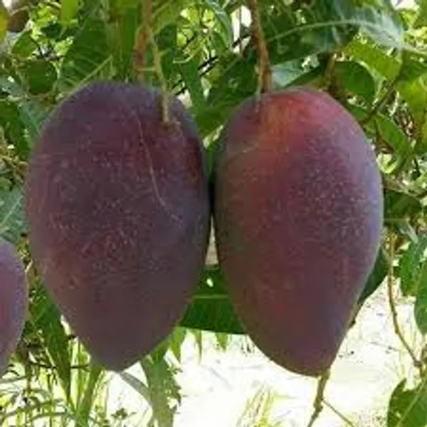 Green_Hybrid_King_Of_Chakapat_Mango_Grafting_Plant