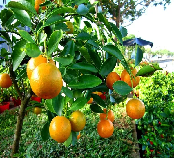 Orange_Hybrid_Know__Grafted_Plant