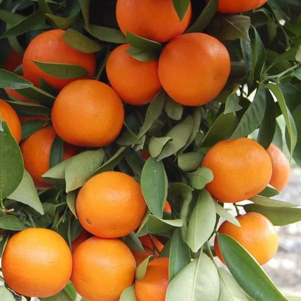 Orange_Hybrid_Know__Grafted_Plant