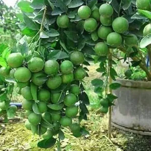 Green_Hybrid_Kolkata_Lemon_Plant_|_Grafting_Plant