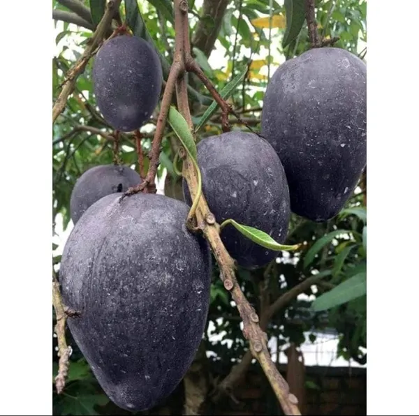 Green_Hybrid_Kosturi_Mango_Grafting_Plant