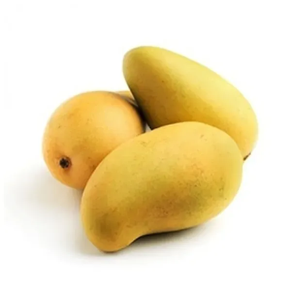 Green_Hybrid_Langra_Mango_Grafting_Plant