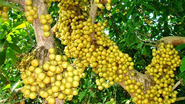 Green_Hybrid_Lotkon_Fruit_Plant