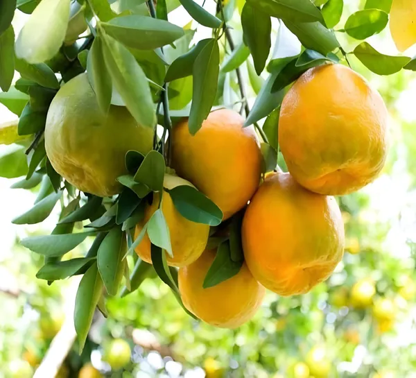 Orange_Hybrid_Nagpur_Grafted_Plant_(Pack_Of_1)