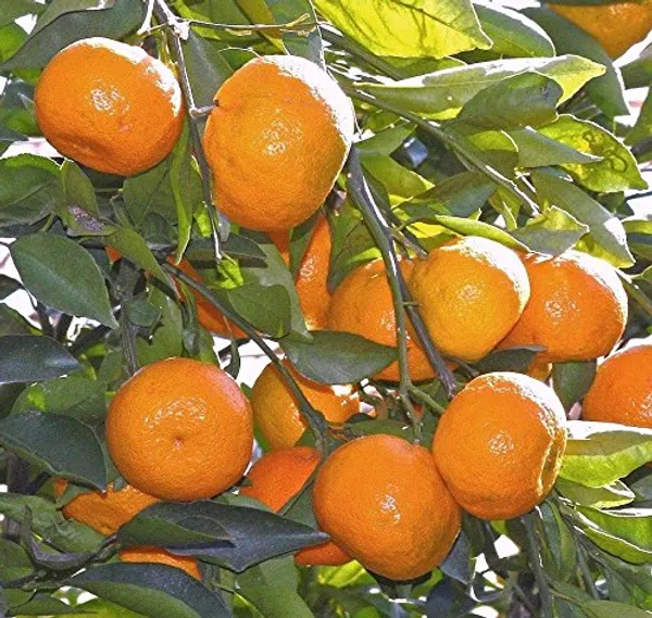 Orange_Hybrid_Nagpur_Grafted_Plant_(Pack_Of_1)