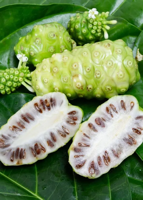 Green_Hybrid_Noni_Fruit_Plant