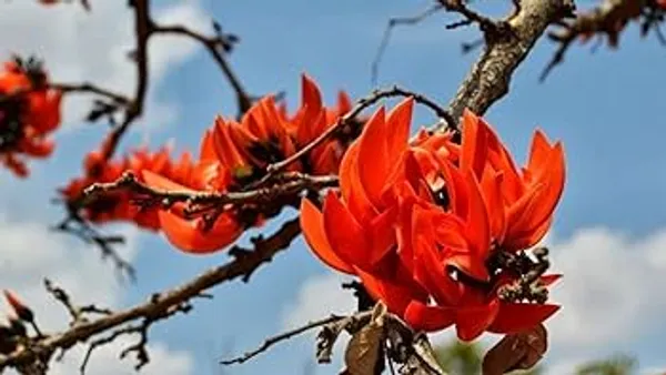 Orange_Hybrid_Palash_Flower_Plant
