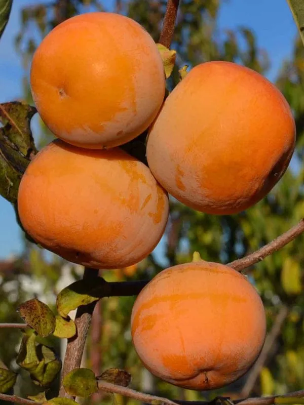 Fuyu_Persimmon_Grafted_Fruit_Live_Plant_(2-3_Feet_Height)