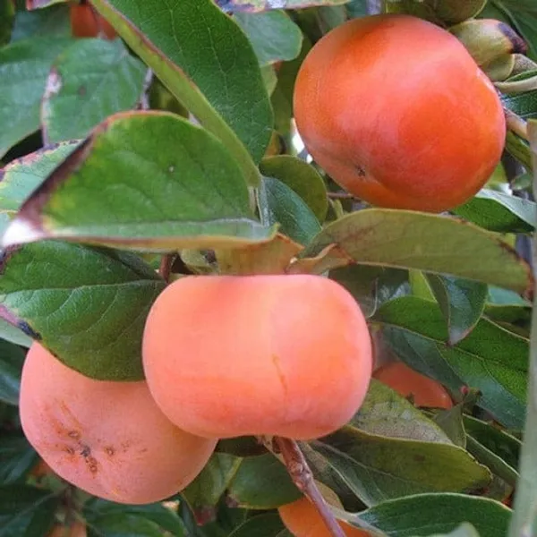 Fuyu_Persimmon_Grafted_Fruit_Live_Plant_(2-3_Feet_Height)