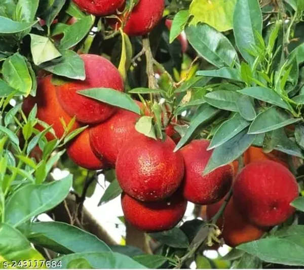 Red_Hybrid__Pati_Lemon_Plant_|_Grafted_Plant
