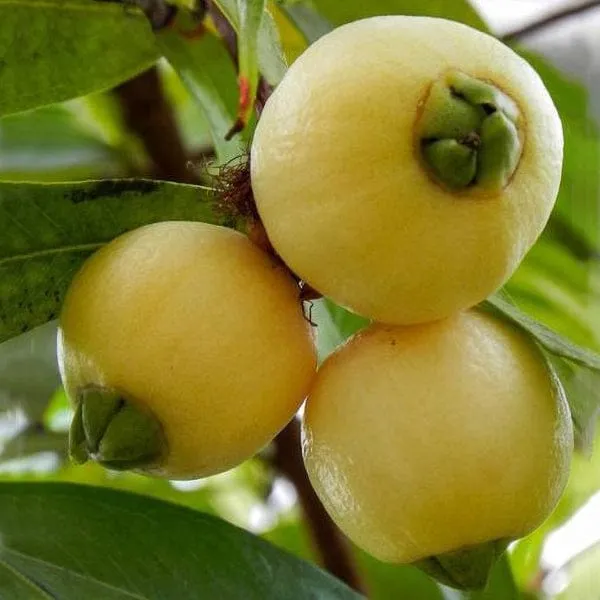 Green_Hybrid_Rose_Apple_Plant