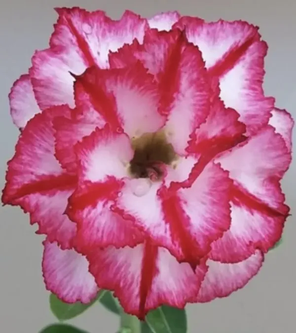Hybrid_Rose_Variety_Grafting_Adenium_Plant_(Pack_Of-1_)