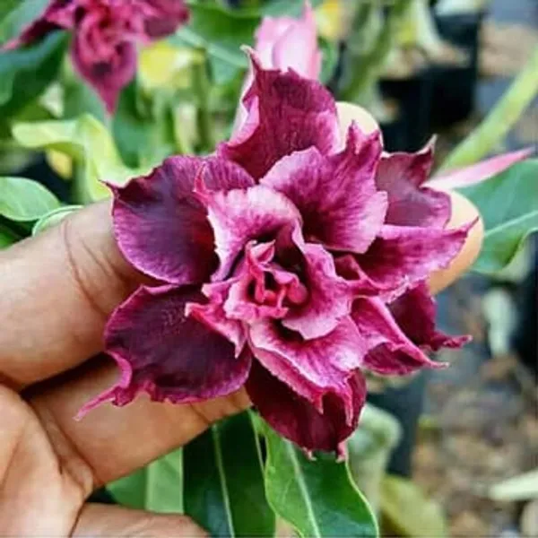 Hybrid_Rose_Variety_Grafting_Adenium_Plant_(Pack_Of-1_)