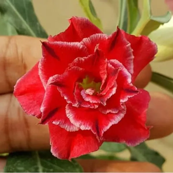 Hybrid_Rose_Variety_Grafting_Adenium_Plant_(Pack_Of-1_)