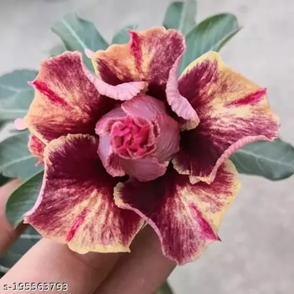 Hybrid_Rose_Variety_Grafting_Adenium_Plant_(Pack_Of-1_)