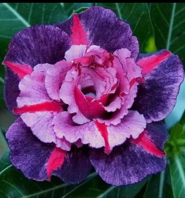 Hybrid_Rose_Variety_Grafting_Adenium_Plant_(Pack_Of-1_)