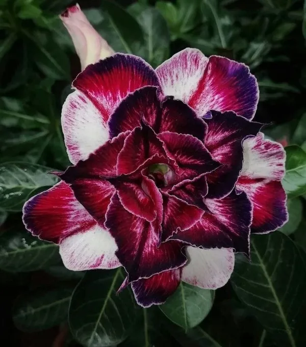 Hybrid_Rose_Variety_Grafting_Adenium_Plant_(Pack_Of-1_)
