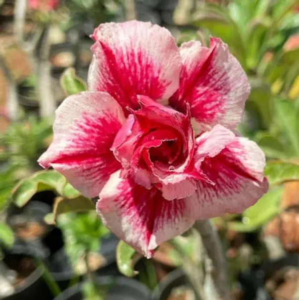 Hybrid_Rose_Variety_Grafting_Adenium_Plant_(Pack_Of-1_)