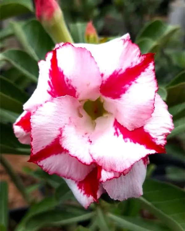 Hybrid_Rose_Variety_Grafting_Adenium_Plant_(Pack_Of-1_)