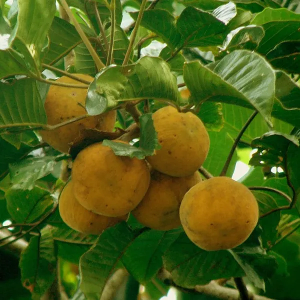 Yellow_Hybrid_Santal_Plant