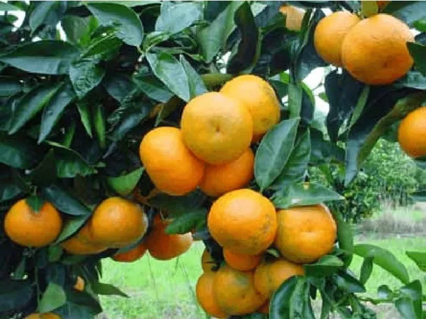 Orange_Hybrid_Satsuma__Plant_Grafted_Plant