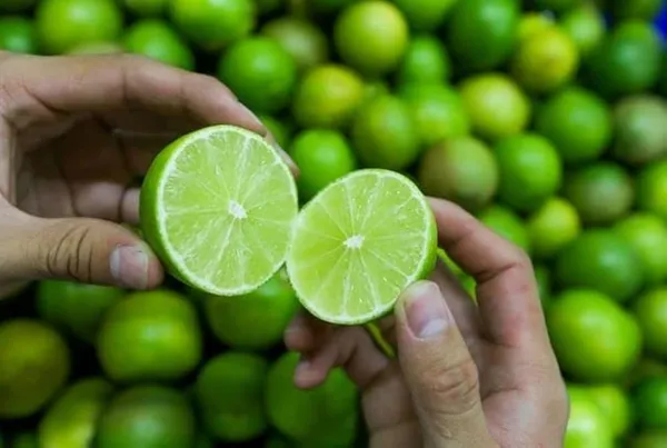Green_Hybrid_Seedless_Lemon_Plant_|_Grafting_Plant