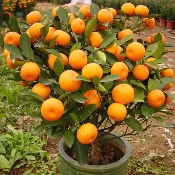Orange_Hybrid_Sleet__Grafted_Plant